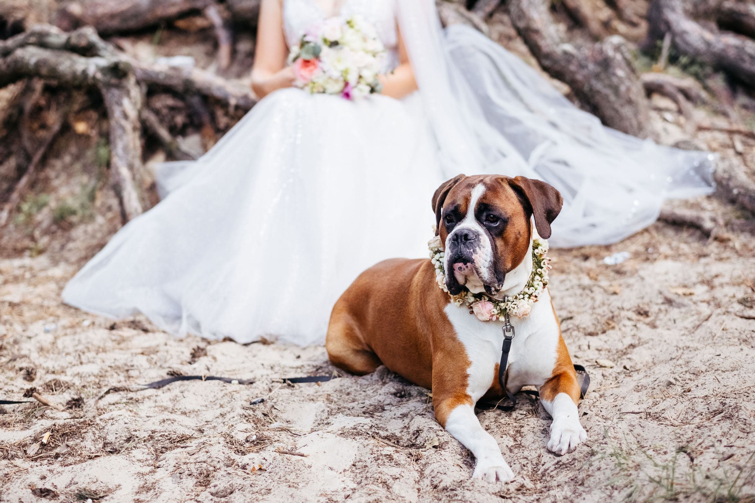 Il cane al matrimonio: come proteggere l'abito da sposa